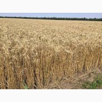 Семена озимой пшеницы ФЕРМЕРКА