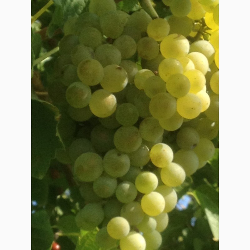 Фото 2. Продам винный белый виноград Шардоне, Совиньон блан.Возможна доставка Одесса и Украина
