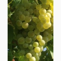 Продам винный белый виноград Шардоне, Совиньон блан.Возможна доставка Одесса и Украина