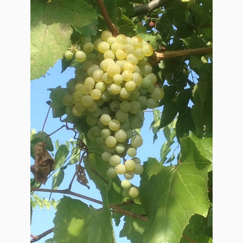 Фото 3. Продам винный белый виноград Шардоне, Совиньон блан.Возможна доставка Одесса и Украина