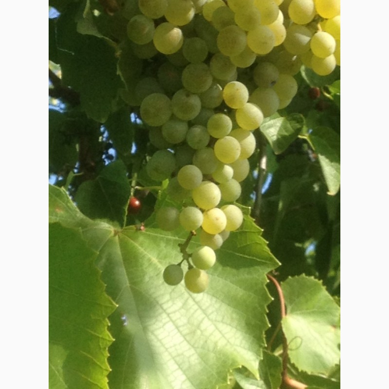 Фото 4. Продам винный белый виноград Шардоне, Совиньон блан.Возможна доставка Одесса и Украина