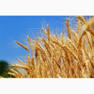 Семена озимой пшеницы - Пилиповка (дост. держ. компенсация)