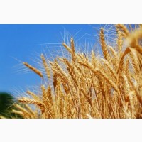 Семена озимой пшеницы - Пилиповка (дост. держ. компенсация)