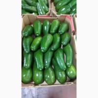 Плодоовощная база в Одессе предлагает авокадо Израиль