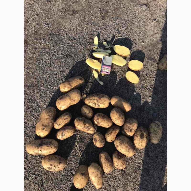 Фото 6. Продам картоплю