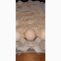 Бройлера яйцо для инкубации