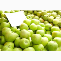 Куплю яблоки сортов с макс. длительным сроком хранения