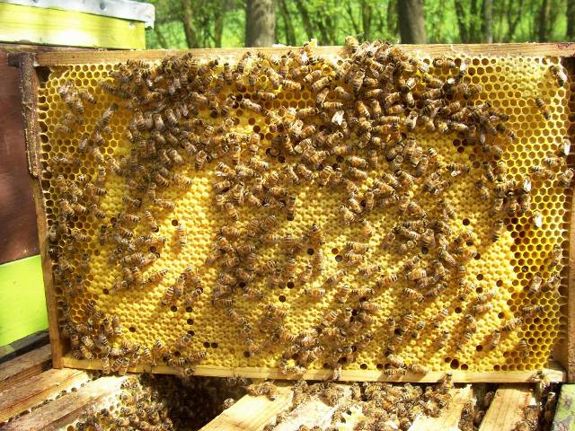 Фото 2. Продам пчелопакеты и пчелосемьи