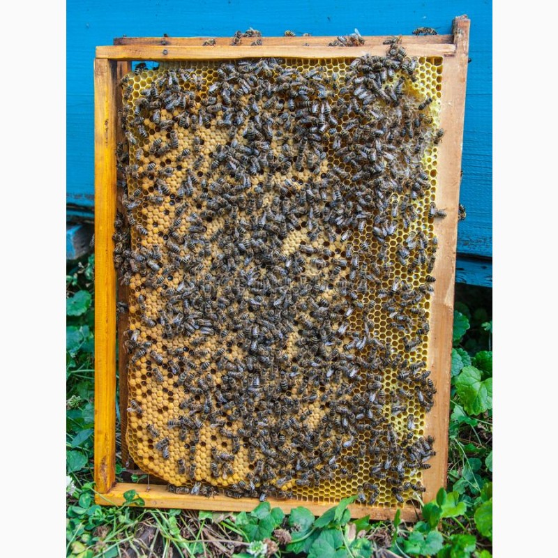 Фото 3. Продам пчелопакеты и пчелосемьи