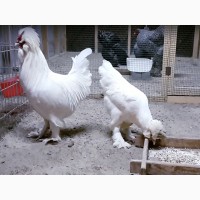Инкубационное яйцо кур Султанка, цыплята по договоренности