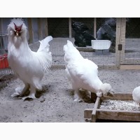 Инкубационное яйцо кур Султанка, цыплята по договоренности