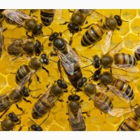 Продам пчелосемьи 100 шт