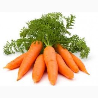 Купим морковь 1-ой категории