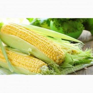 Купуємо кукурудзу нового врожаю 2021 року