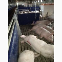 Куплю свиней живим весом