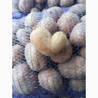 Продам домашню велику картоплю 8 грн за кг! Доставка по місту