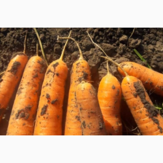 Морковка Оптом с погрузкой нашей