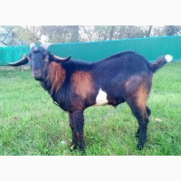 Англо нубійський козел В#039;язка Англо нубийский козел Англобийские кози