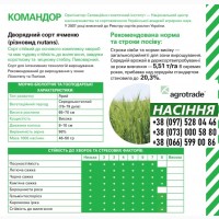 Семена ярового ячменя Командор от компании Agrotrade