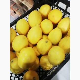 Продаем лимон майер