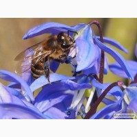 Продам бджолосім`ї, пчелосемьи, відводки, отводки, пакеты, весна-літо 2023 р