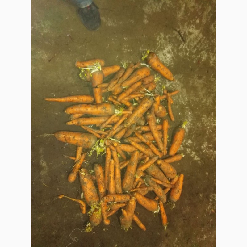 Фото 4. Продам морковь