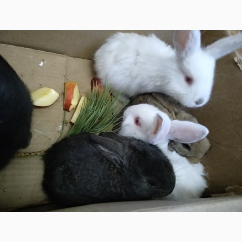 Фото 3. Продам кроликов