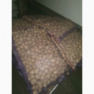 Продам семейной картофель, сорт Ривьера