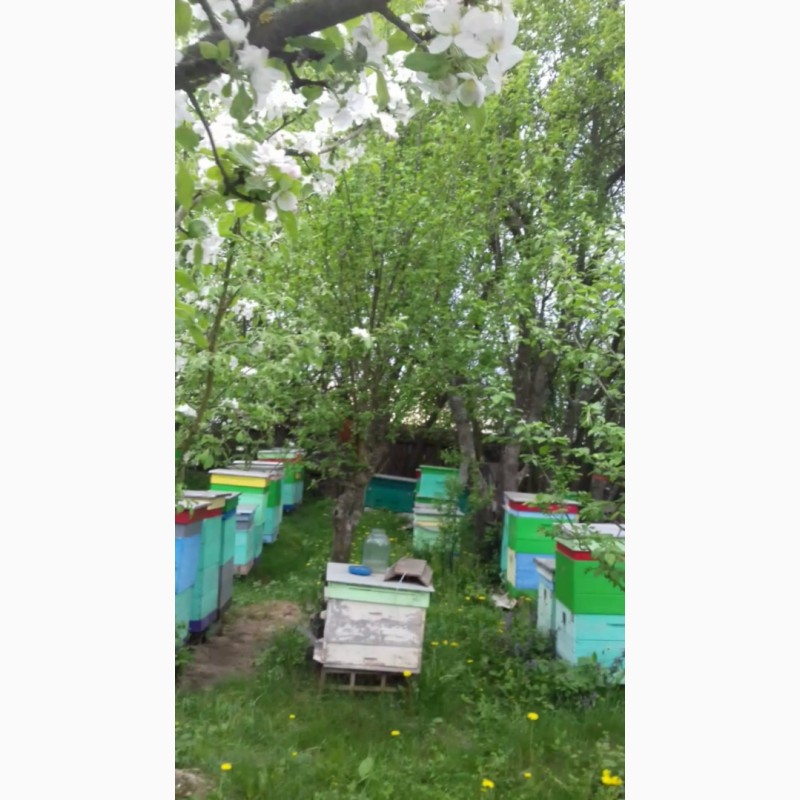 Фото 2. Продам бджолопакети, бджолосім#039;ї