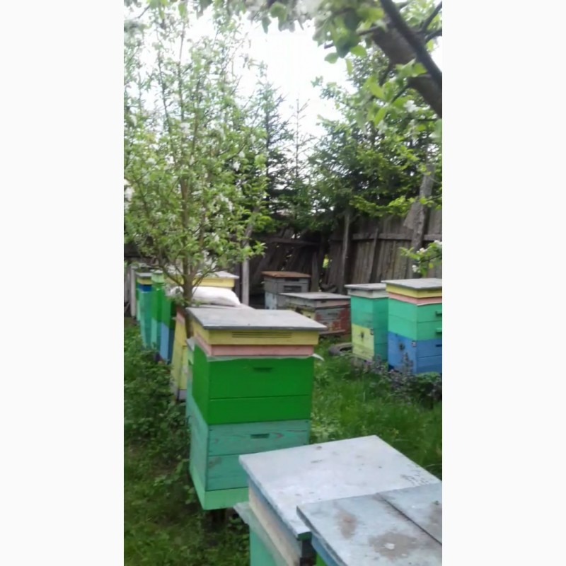 Фото 3. Продам бджолопакети, бджолосім#039;ї