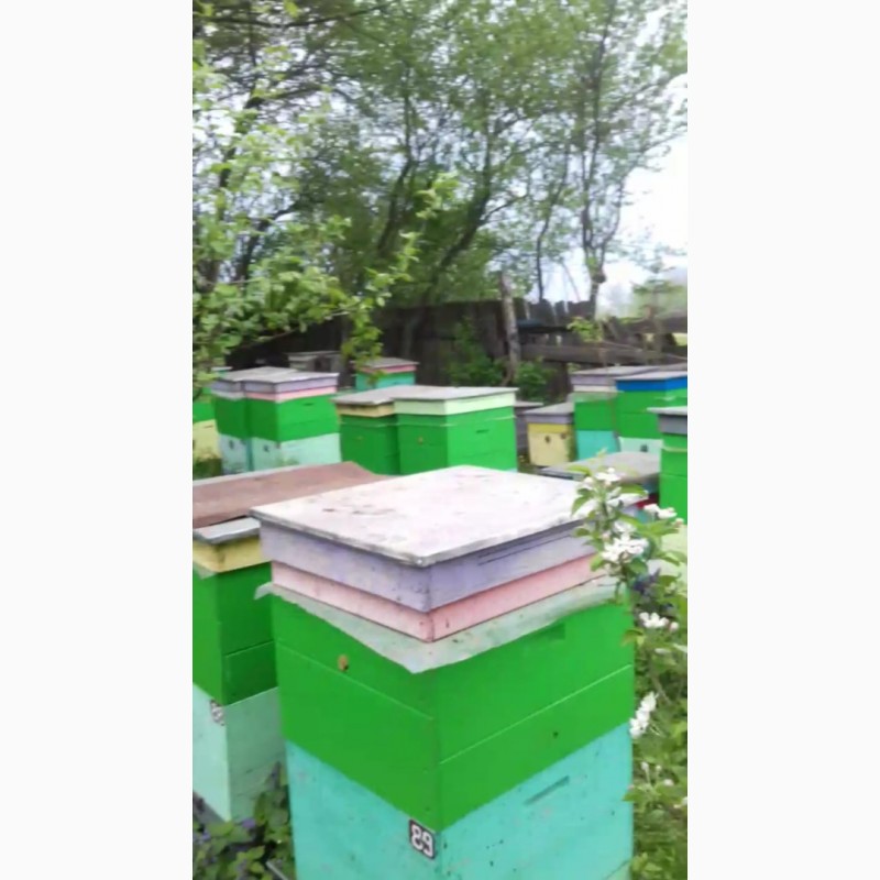 Фото 4. Продам бджолопакети, бджолосім#039;ї