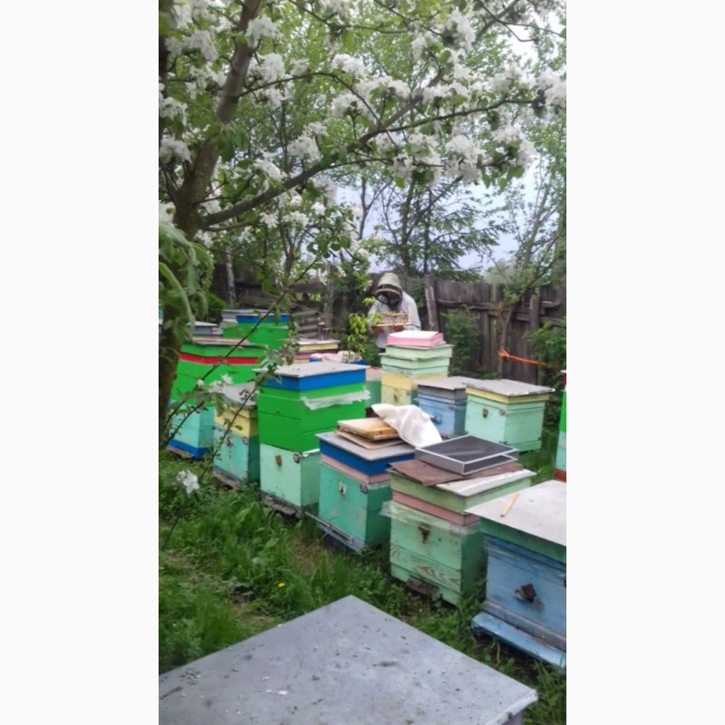 Фото 5. Продам бджолопакети, бджолосім#039;ї