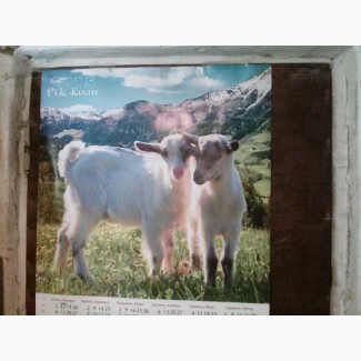 Продам дійні кози, козлики альпійська і заанеськ пород