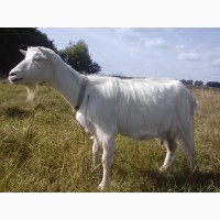Продам дійні кози, козлики альпійська і заанеськ пород