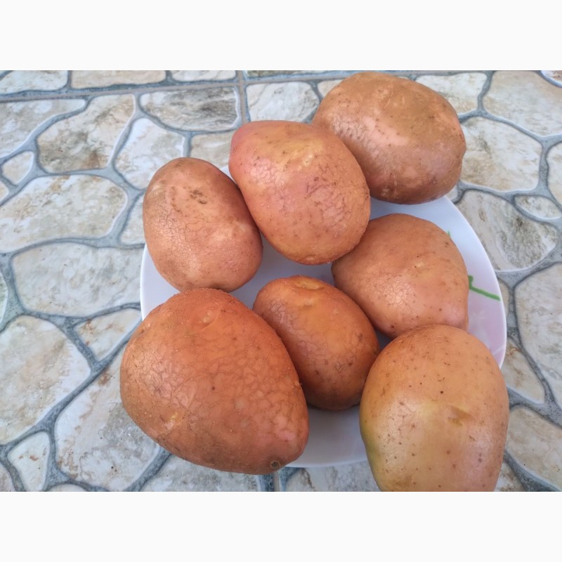 Фото 2. Продам товарный картофель. Беларосса