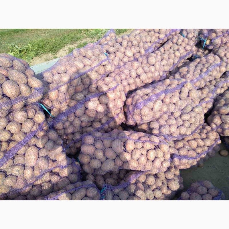 Фото 3. Продам товарный картофель. Беларосса