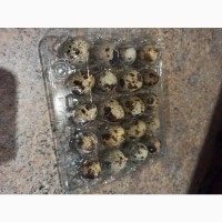 Перепелиные яйца домашние