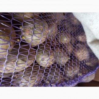 Насінева картопля, Рів#039;єра, посадкова картопля