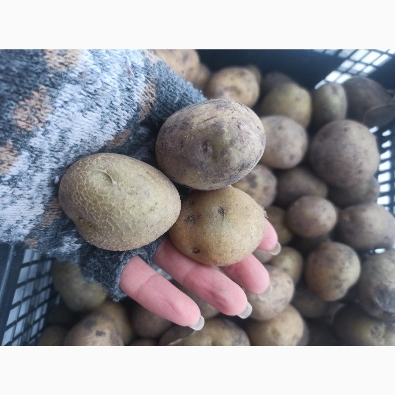 Фото 3. Насінева картопля, Рів#039;єра, посадкова картопля
