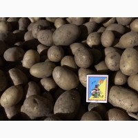 Продам посадкову картоплю сортів Мелоді і Белароса