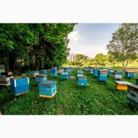 Продам бджіл, бджолопакети. 2024
