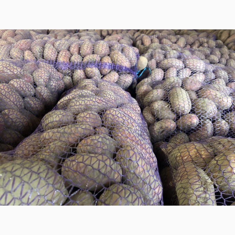Фото 9. Продам семенной картофель гранада и редледи