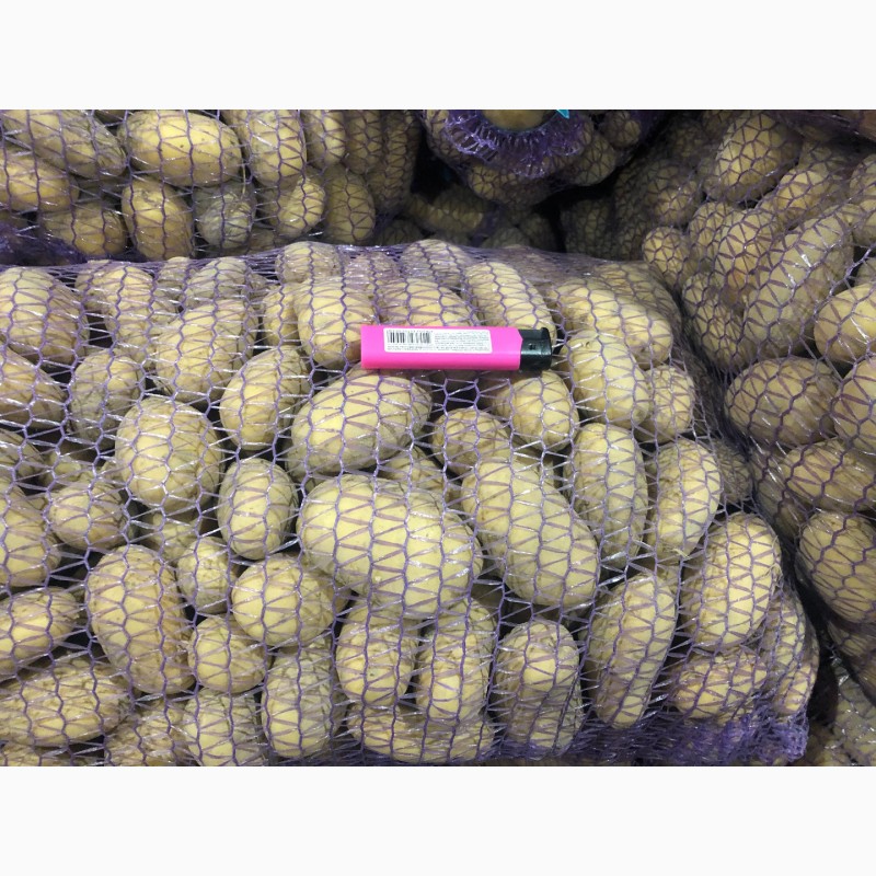 Фото 3. Продам семенной картофель гранада и редледи