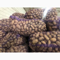 Продам семенной картофель гранада и редледи