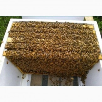 Пчелопакеты с пасеки карника карпатка Бакфаст