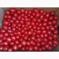 Продам грунтовий помідор