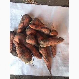 Продам Морковь Абака 2 сорт
