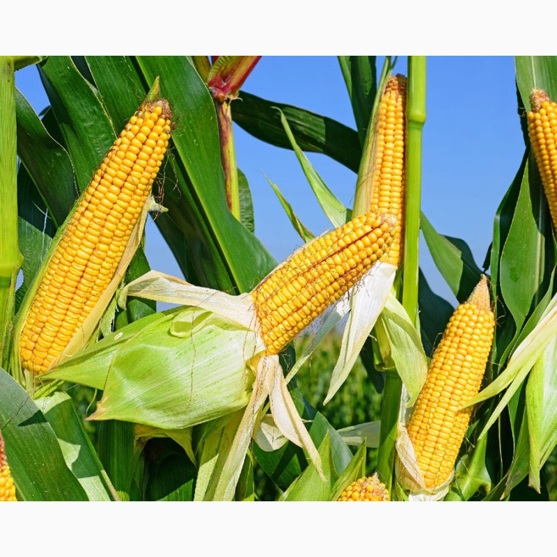 Фото 3. Продам кукурудзу після сушки вологість від 13 до 16 %