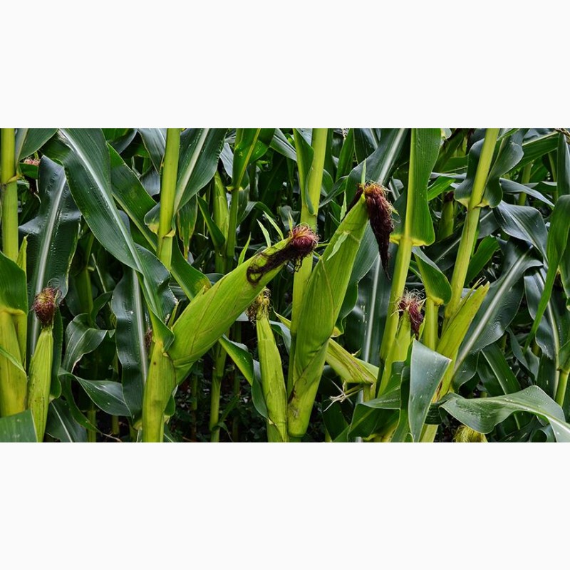 Фото 4. Продам кукурудзу після сушки вологість від 13 до 16 %