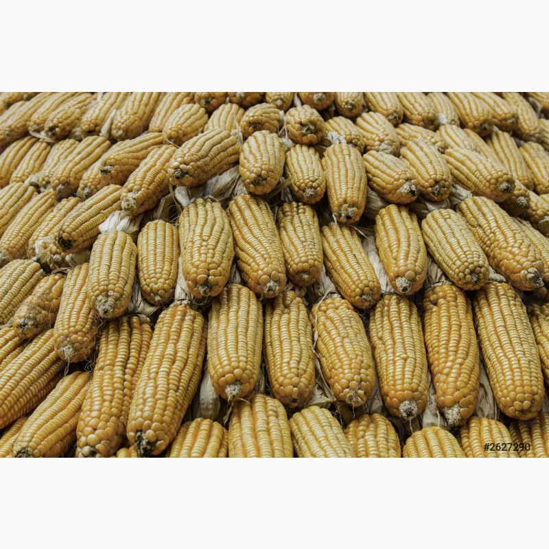 Фото 5. Продам кукурудзу після сушки вологість від 13 до 16 %